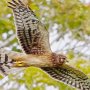 Northern Harrier ( (11X14 Matt  6X9 Print) JAH-208